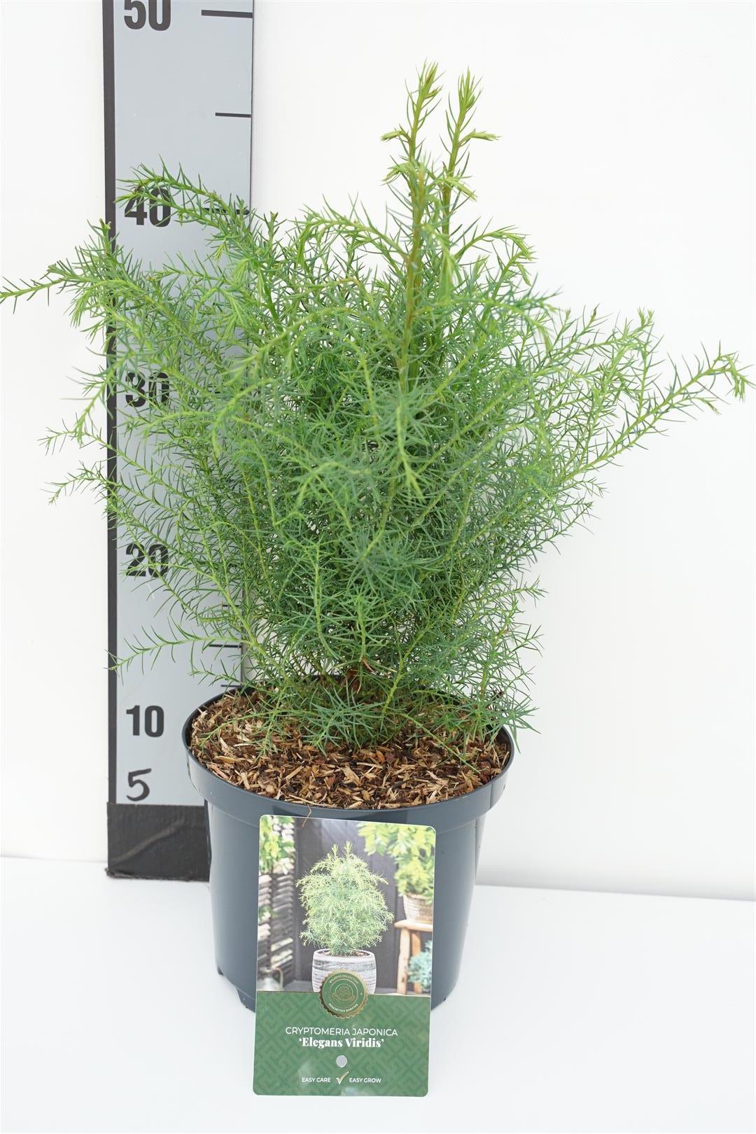 TW-2768041