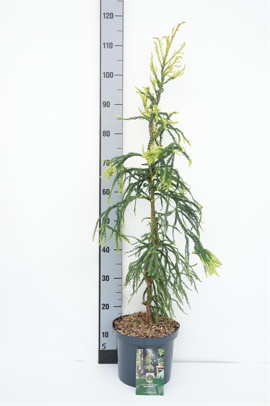 Cryptomeria japonica &