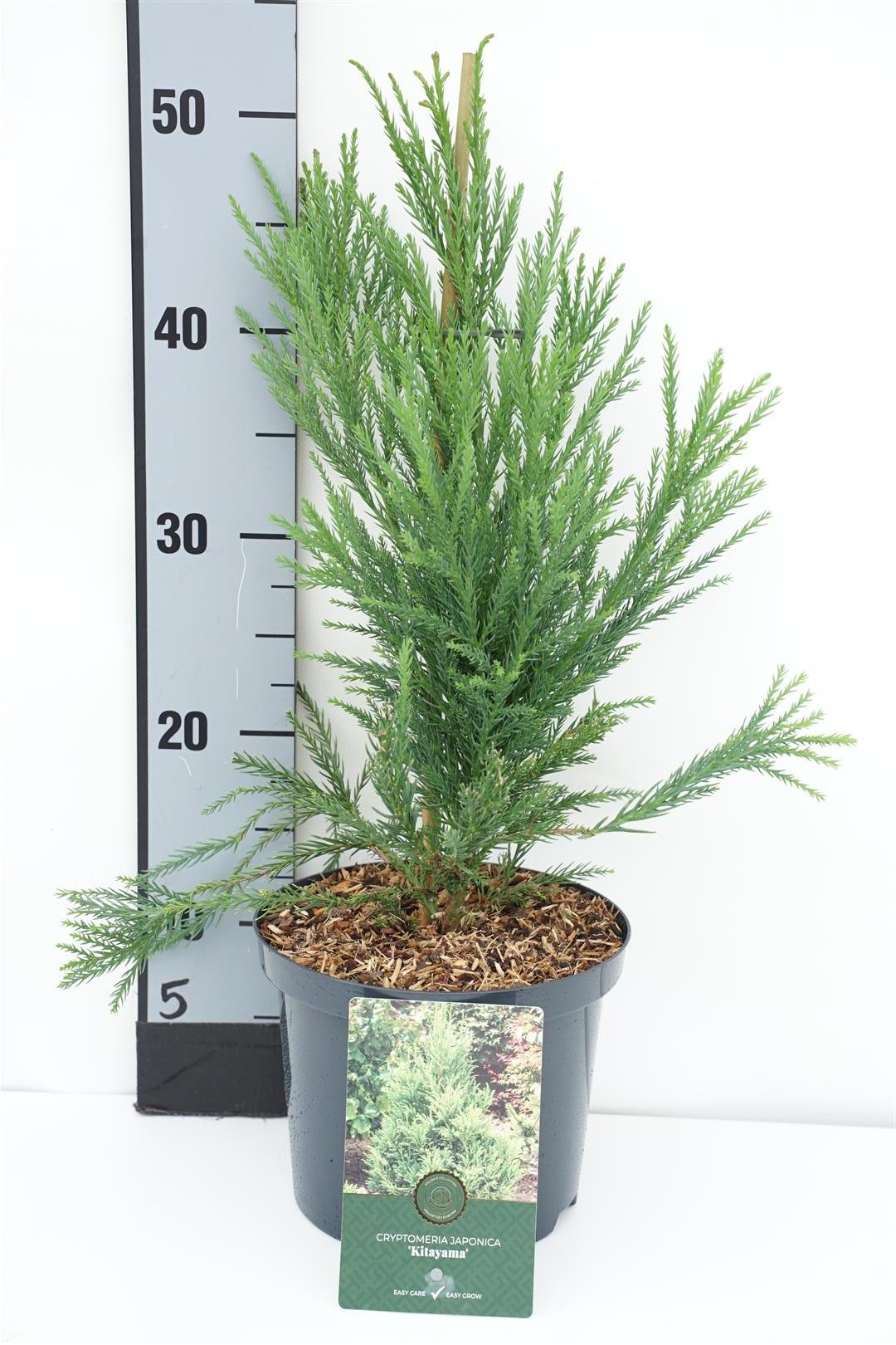 Cryptomeria j. &