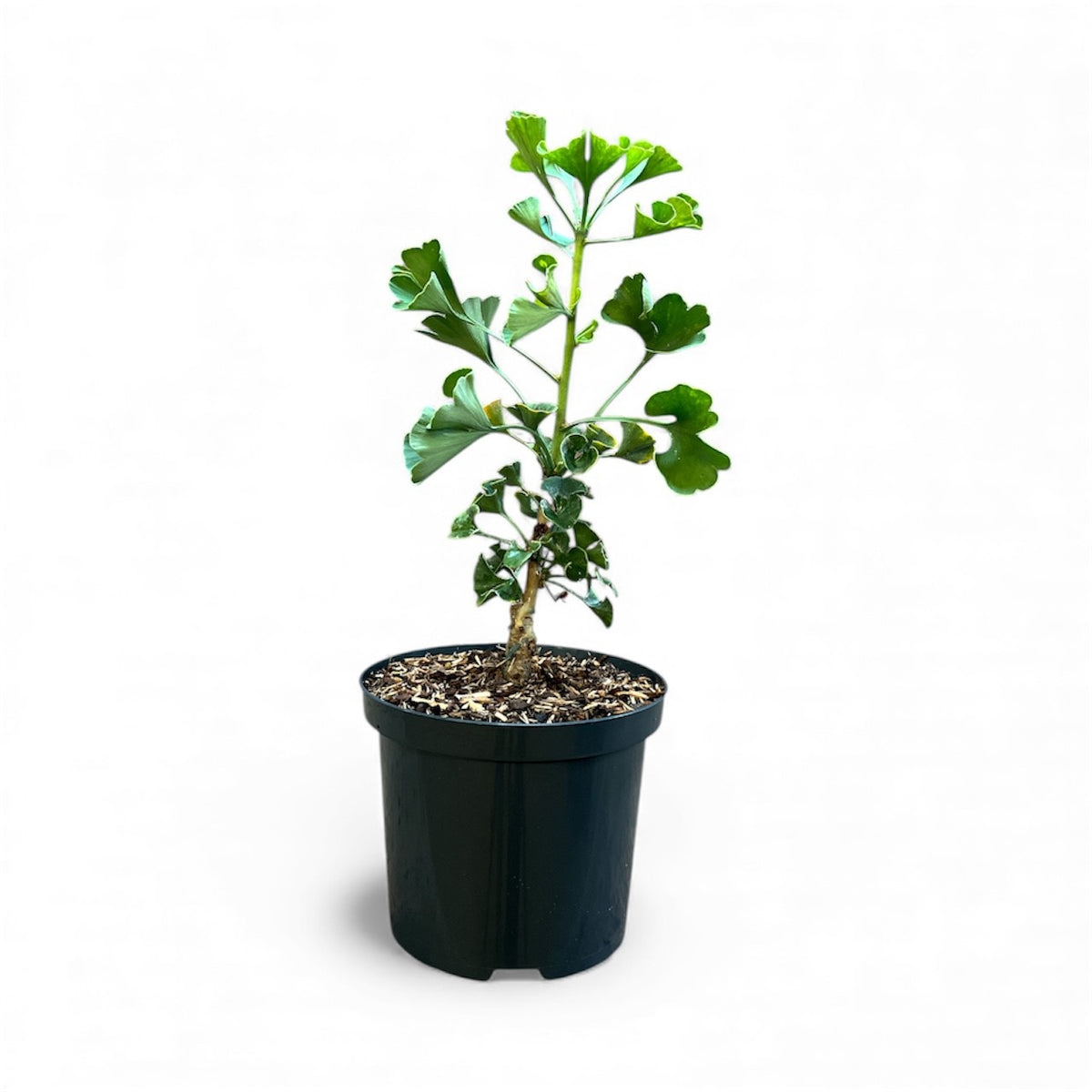 Ginkgo biloba &