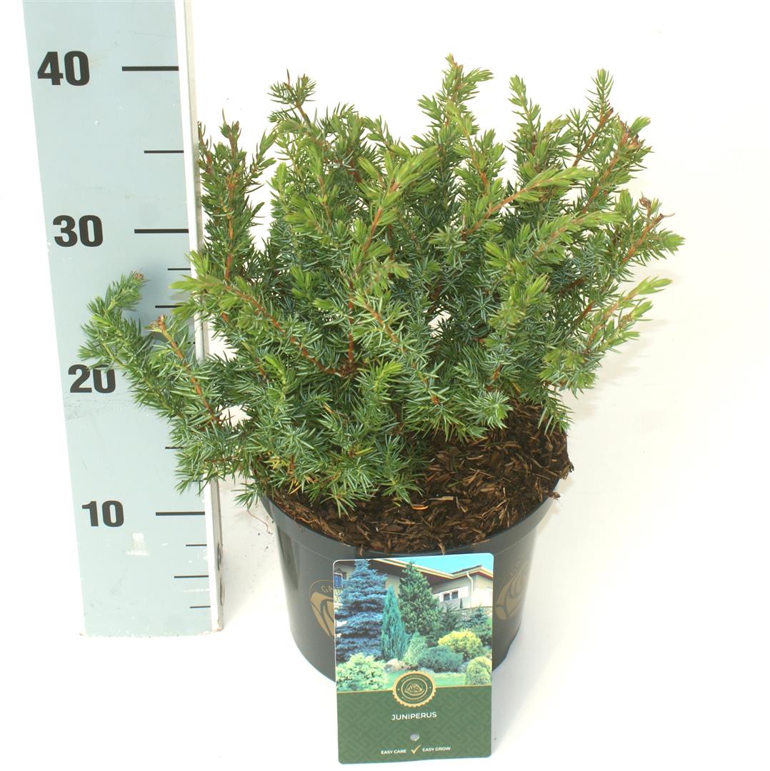 Juniperus conferta &