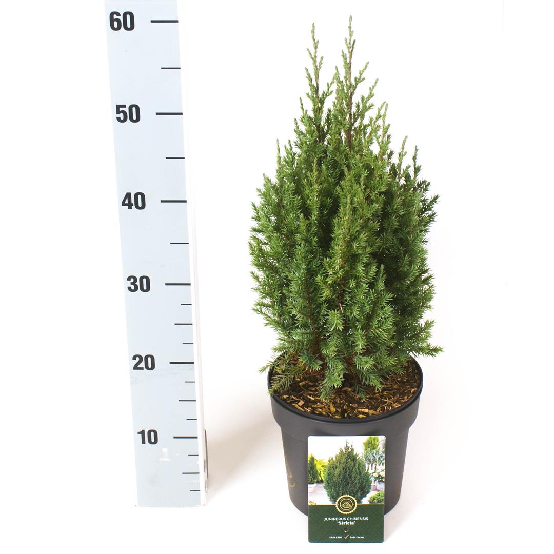 Juniperus chin. &