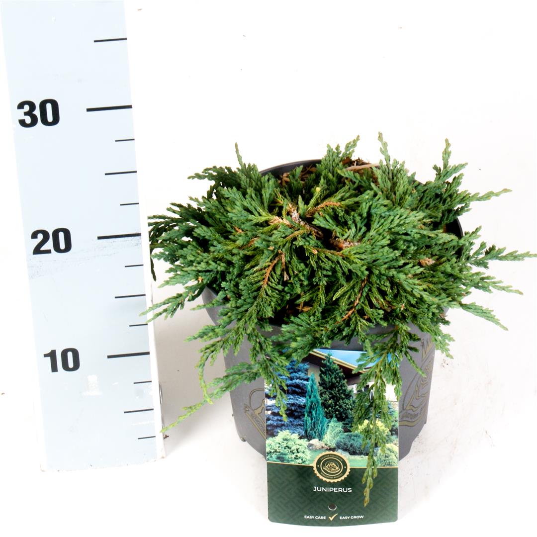 Juniperus horizontalis &