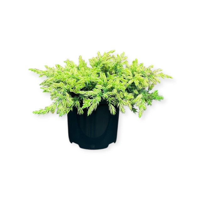Juniperus conf. &