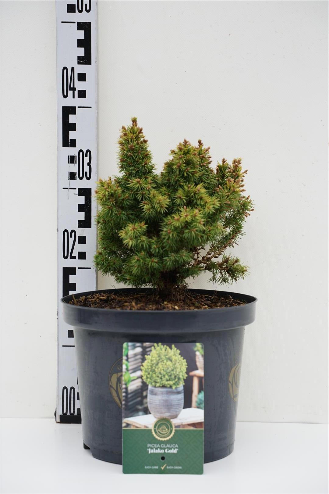 Picea glauca &
