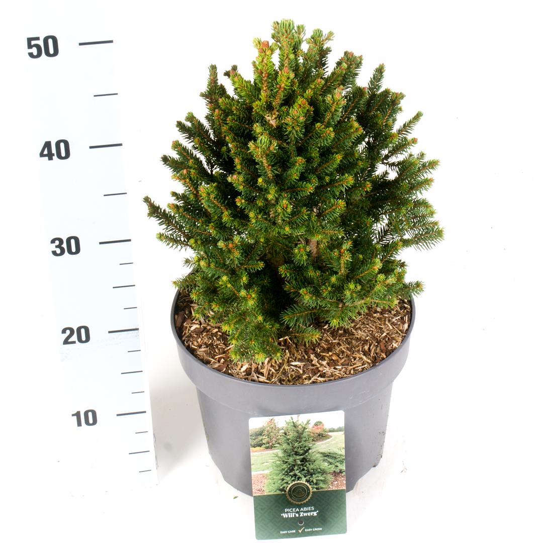 Picea abies &