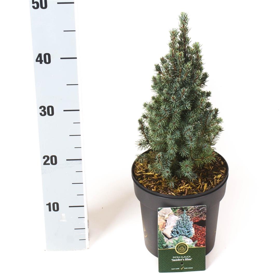 Picea glauca &