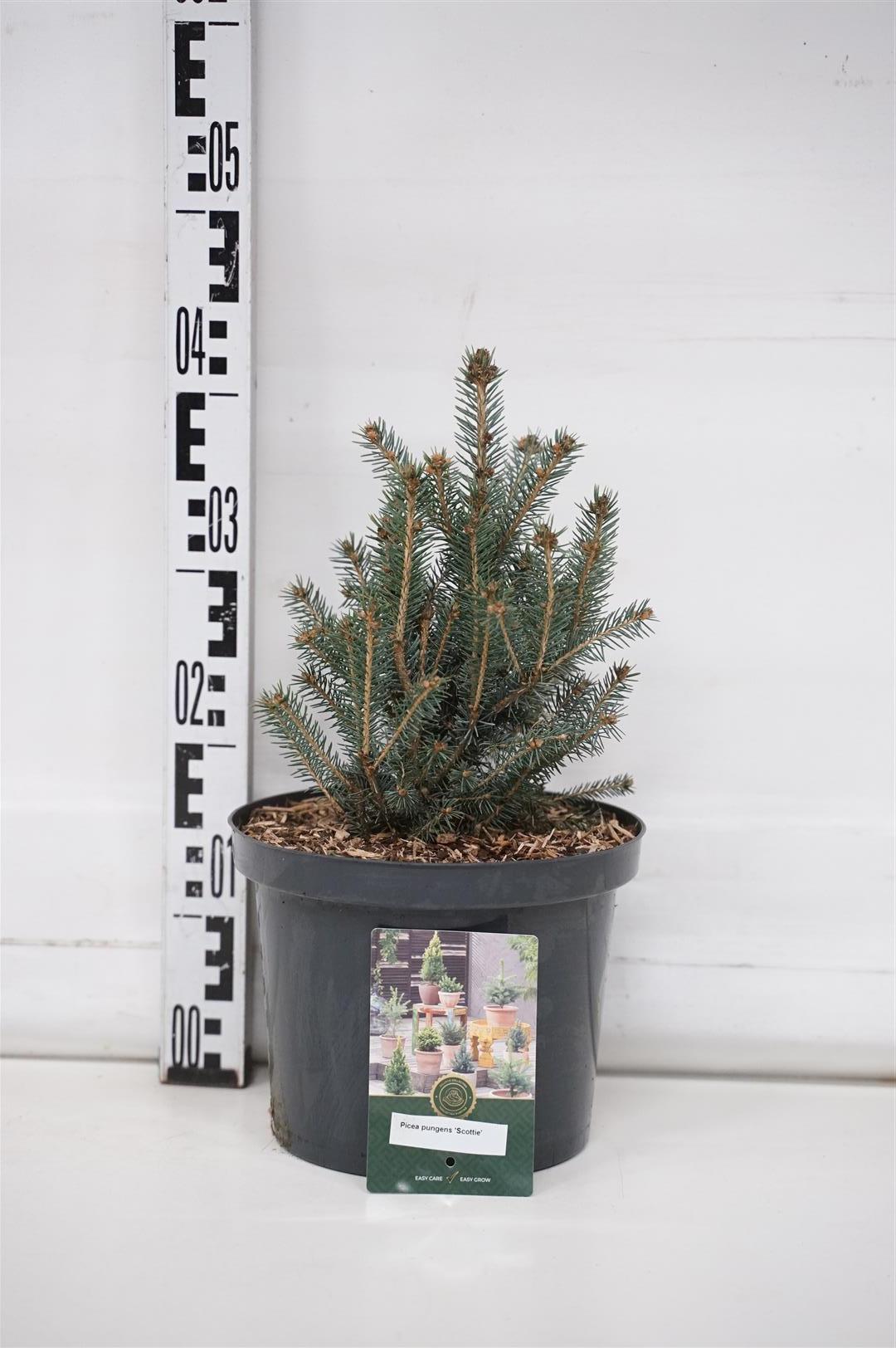 Picea pungens &