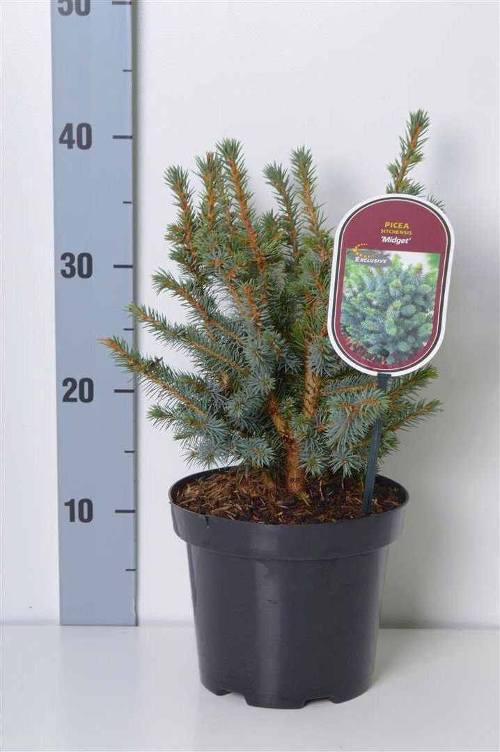 Picea sitchensis &