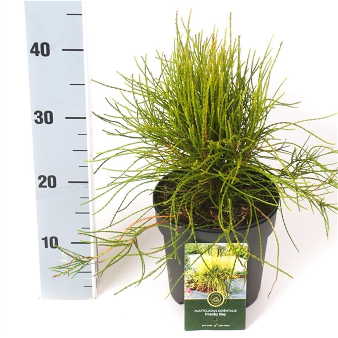 Platycladus orientalis &
