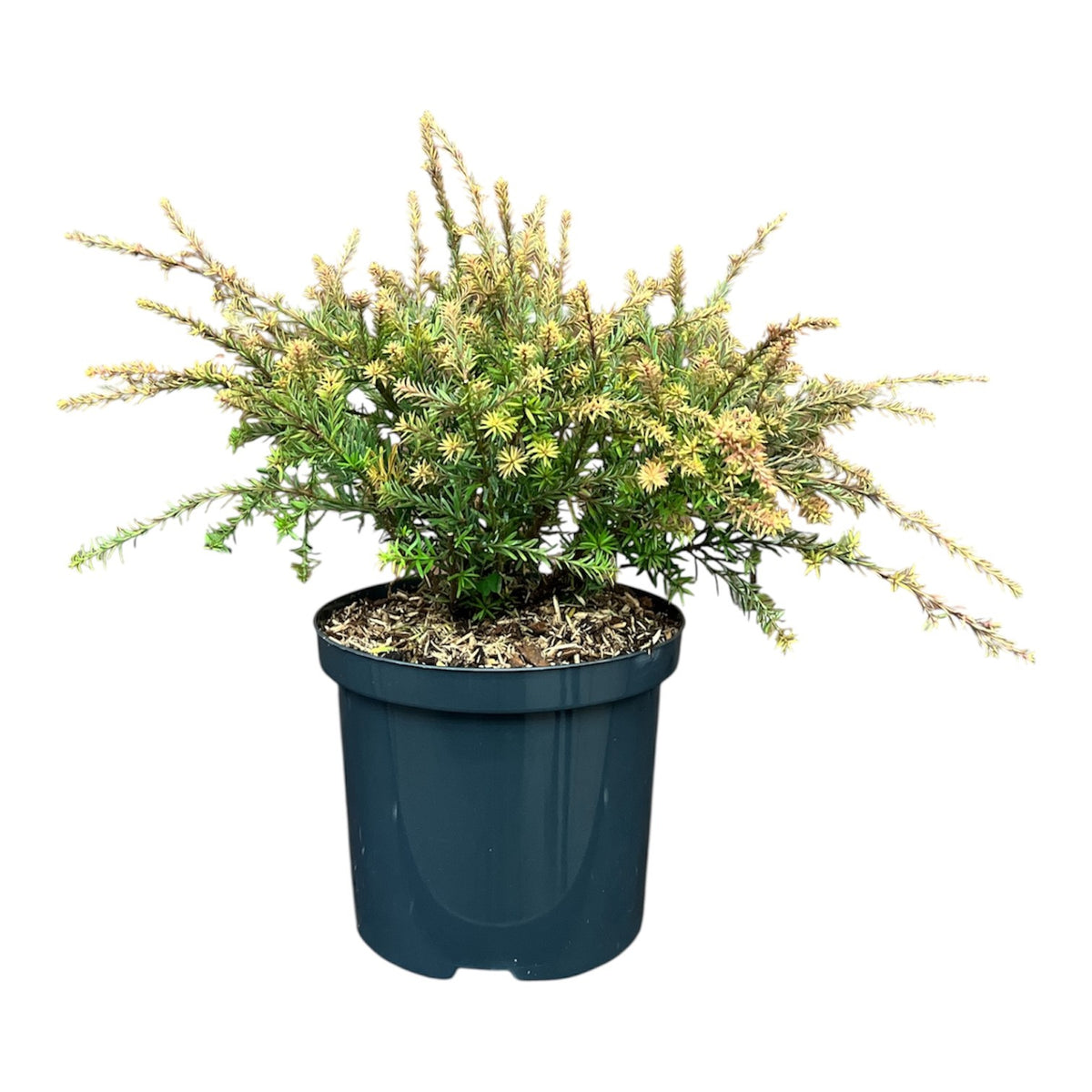 Podocarpus &