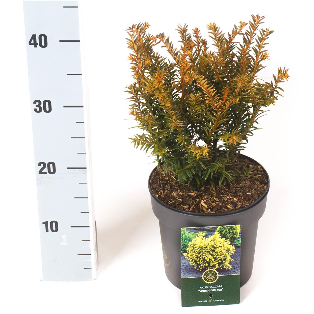 Taxus b. &