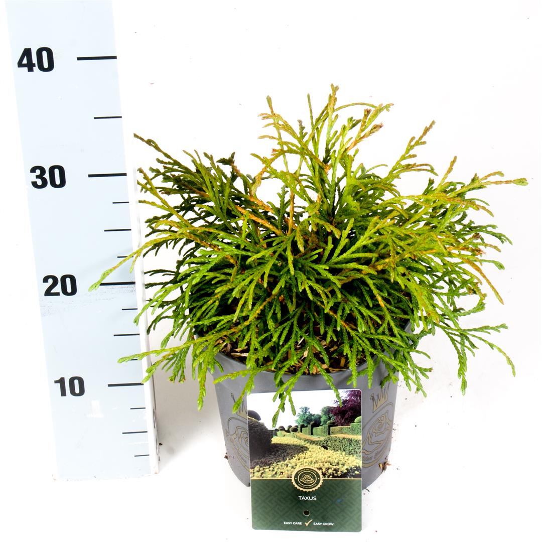 Thuja plicata &