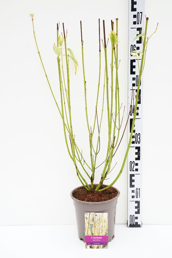Cornus sericea &