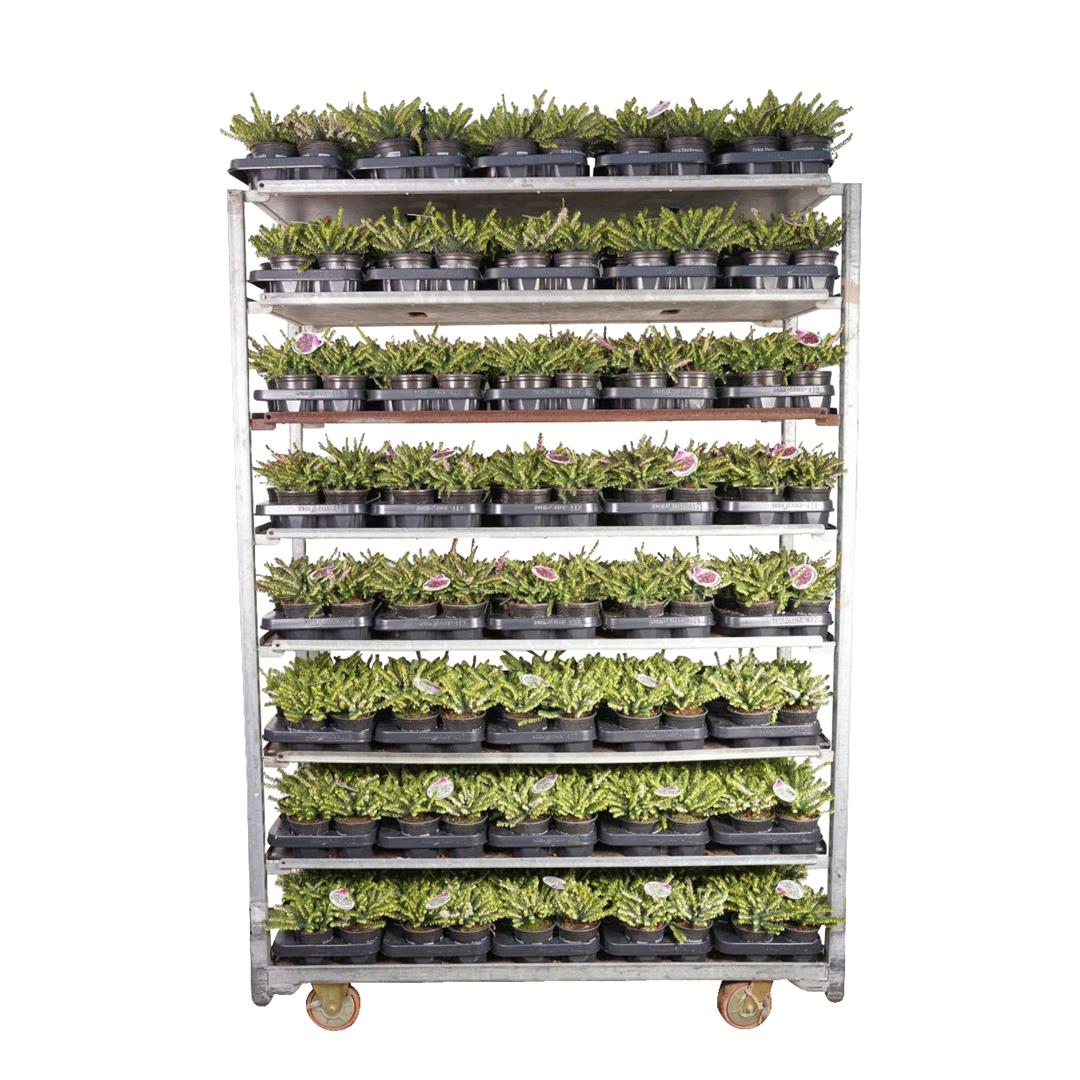 Erica i sorter 10–15 cm (10,5 cm kruka)