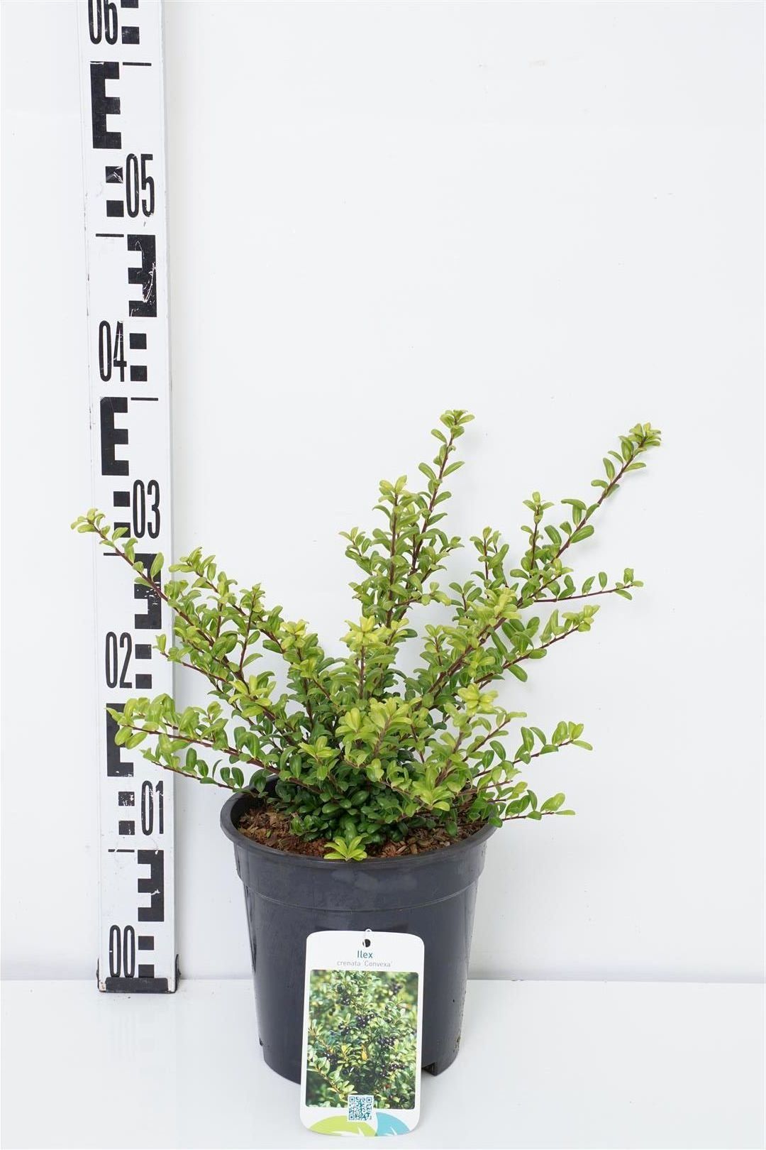 Ilex crenata &