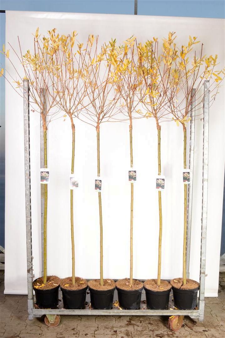 Salix integra &