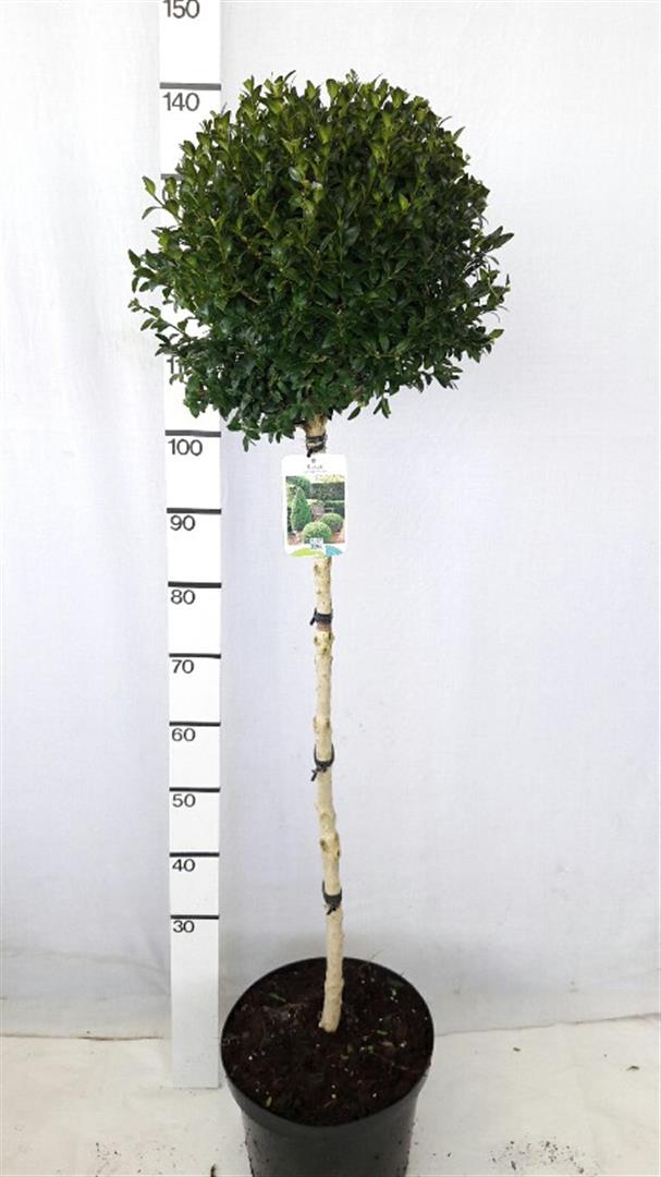 Buxus sempervirens på stam 90 cm C10 (10 liters kruka)