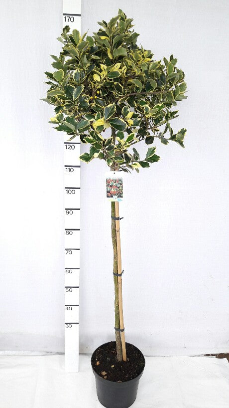 Ilex aq. &