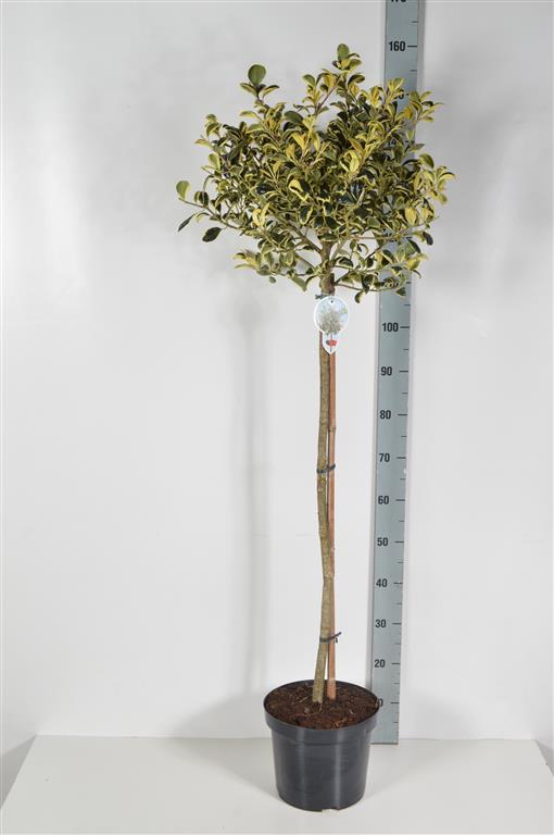 Ilex aq. &