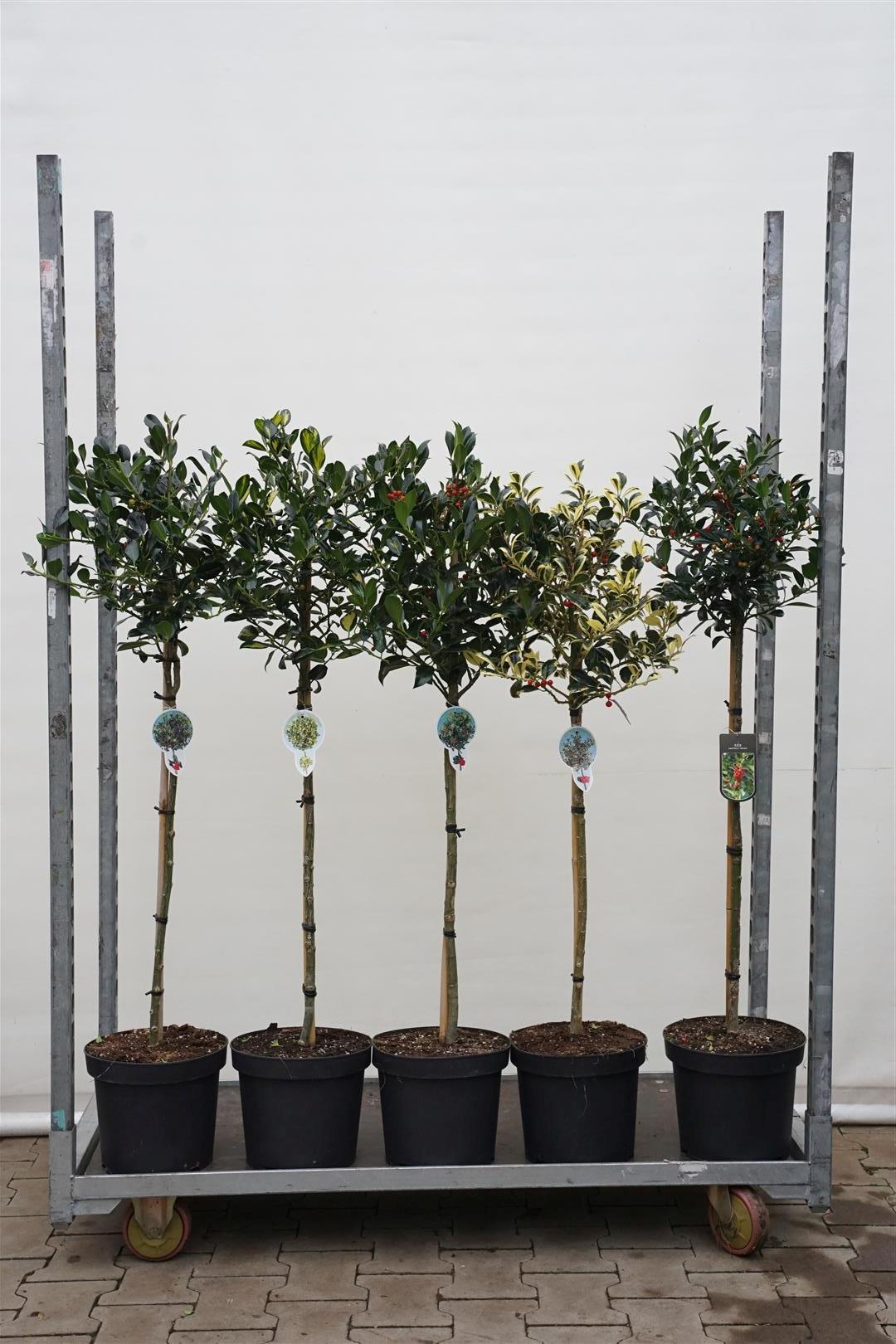 Ilex i sorter stam 60 cm C7,5 (7,5 liters kruka)