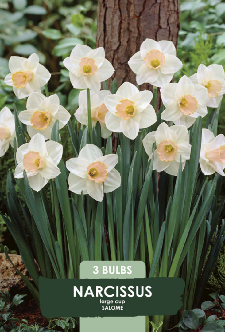 Narciss Salome – hel förpackningsbild med blomman, 3-pack. Från Svedberga Plantskola