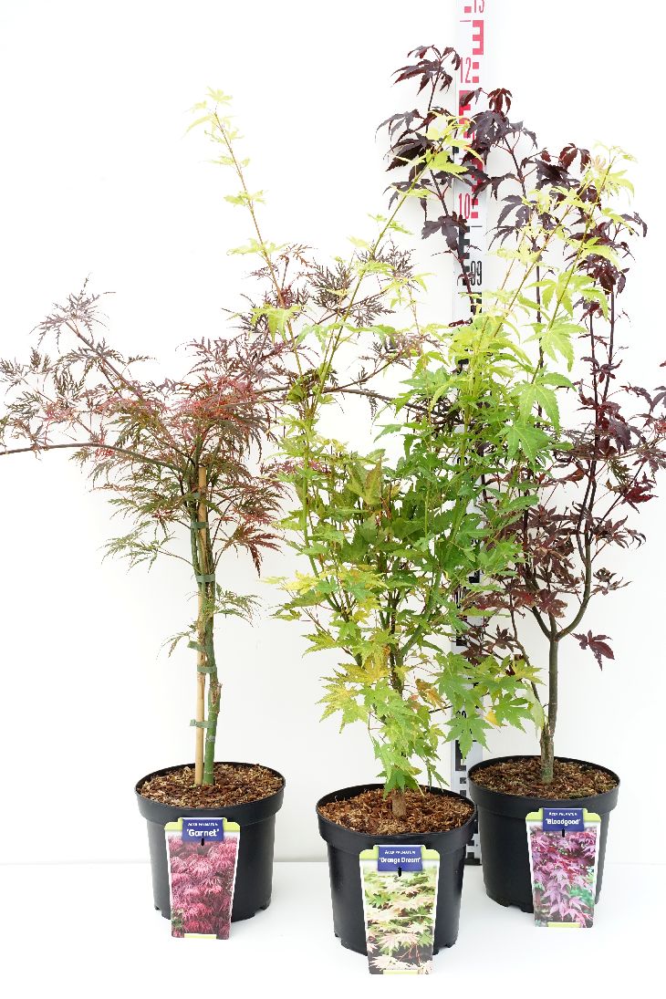 Acer palmatum i sorter C5 (5 liters kruka) 50-60 cm