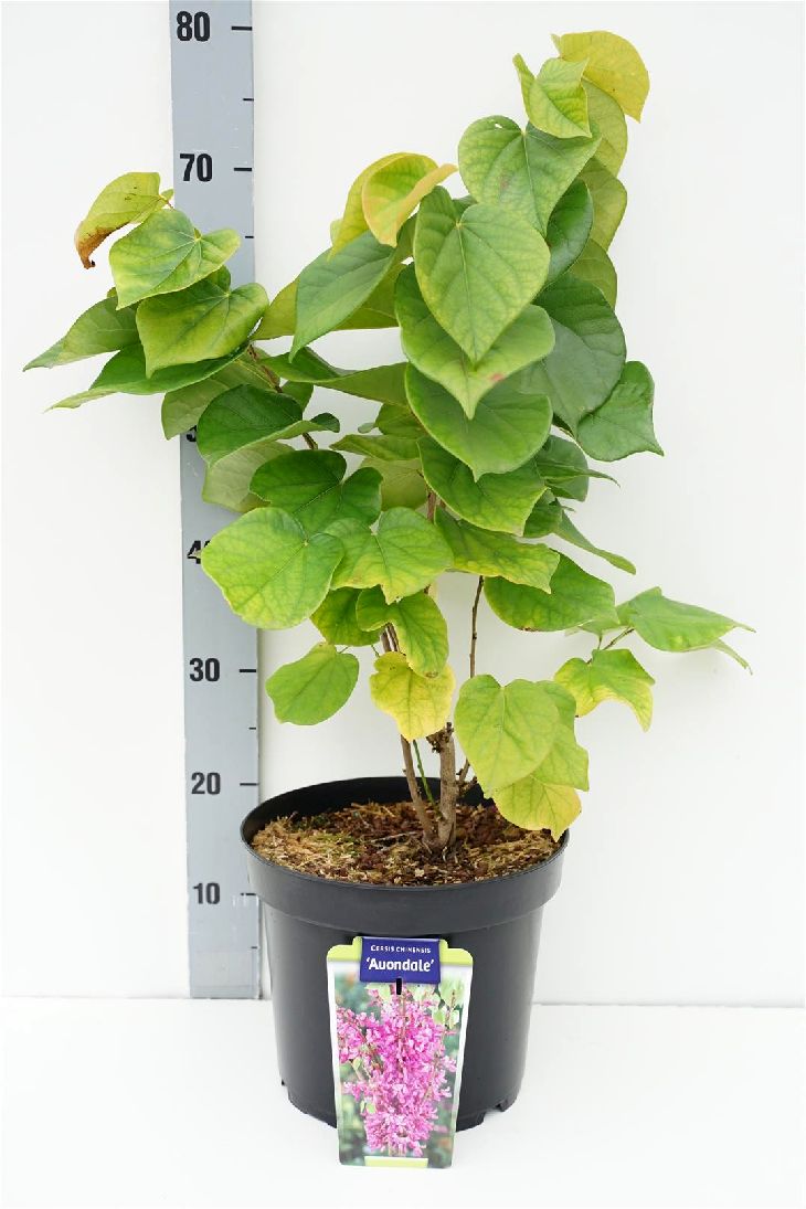 Cercis chin. &