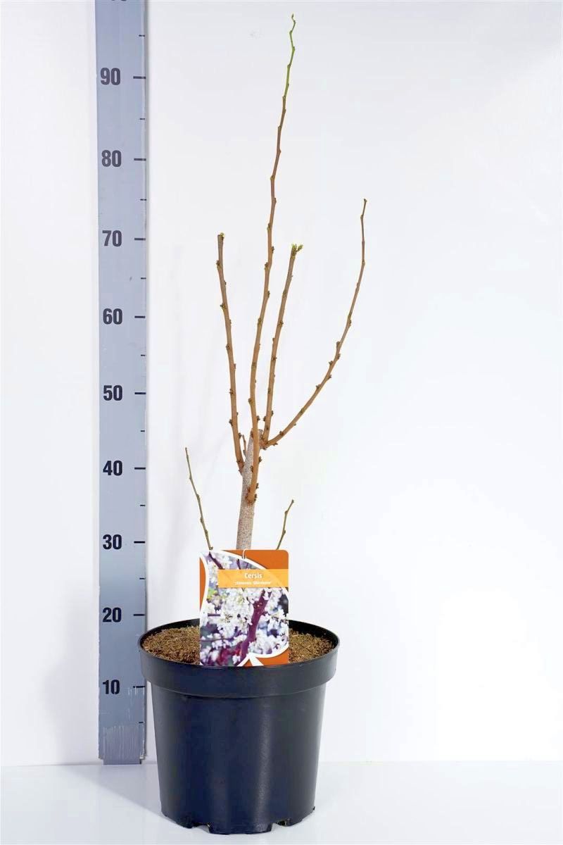 Cercis canadensis &