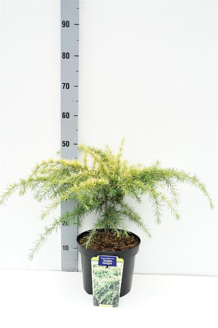 Cedrus deodara &