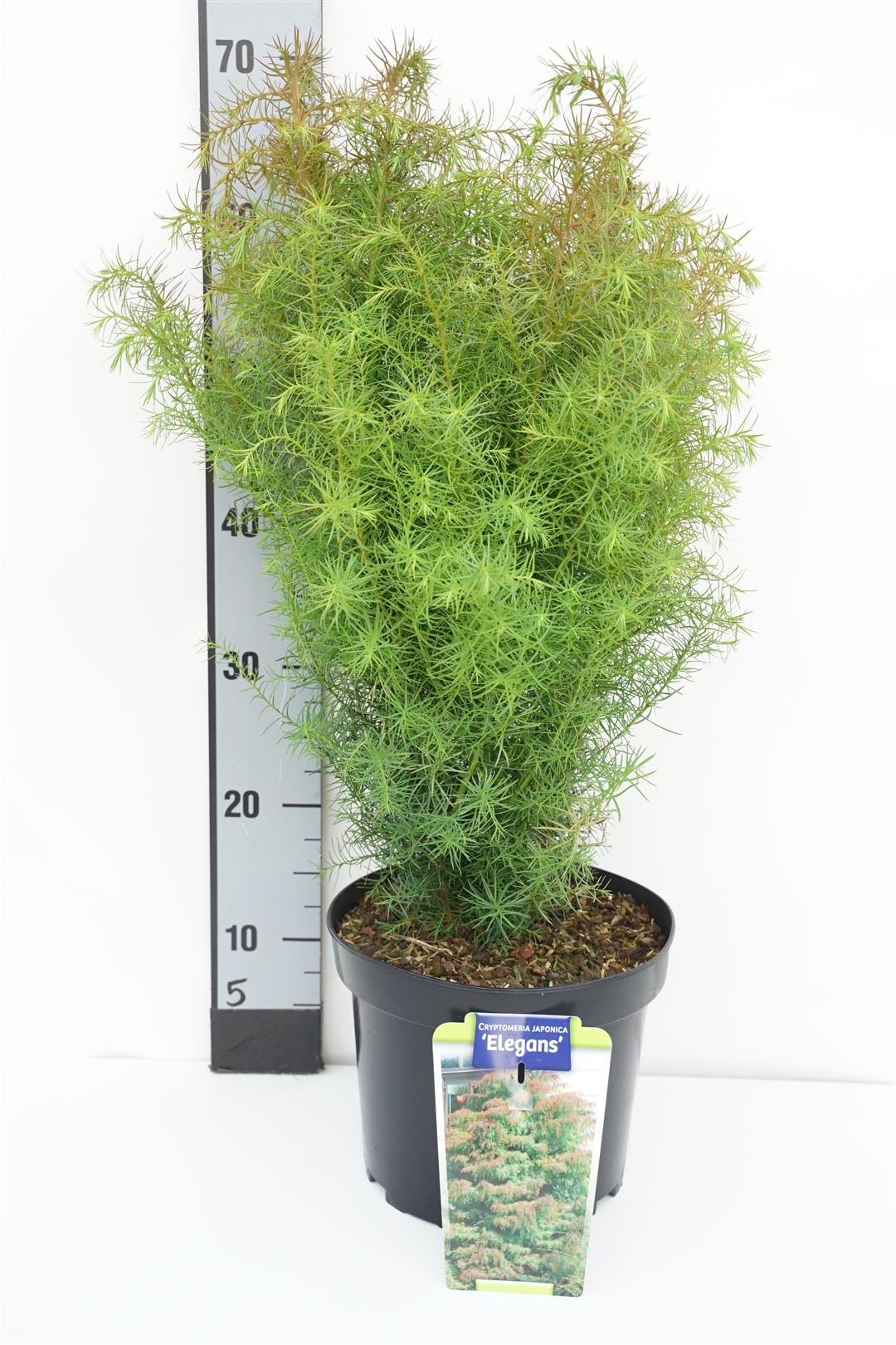 Cryptomeria j. &