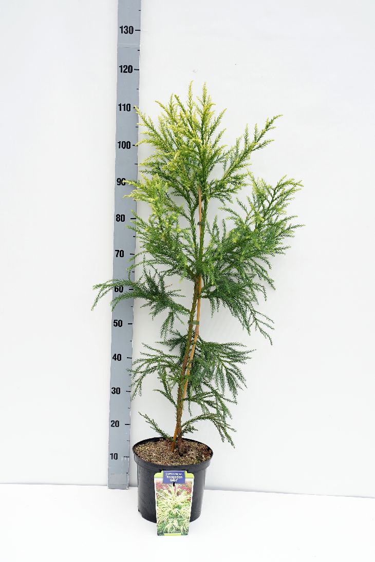 Cryptomeria j. &