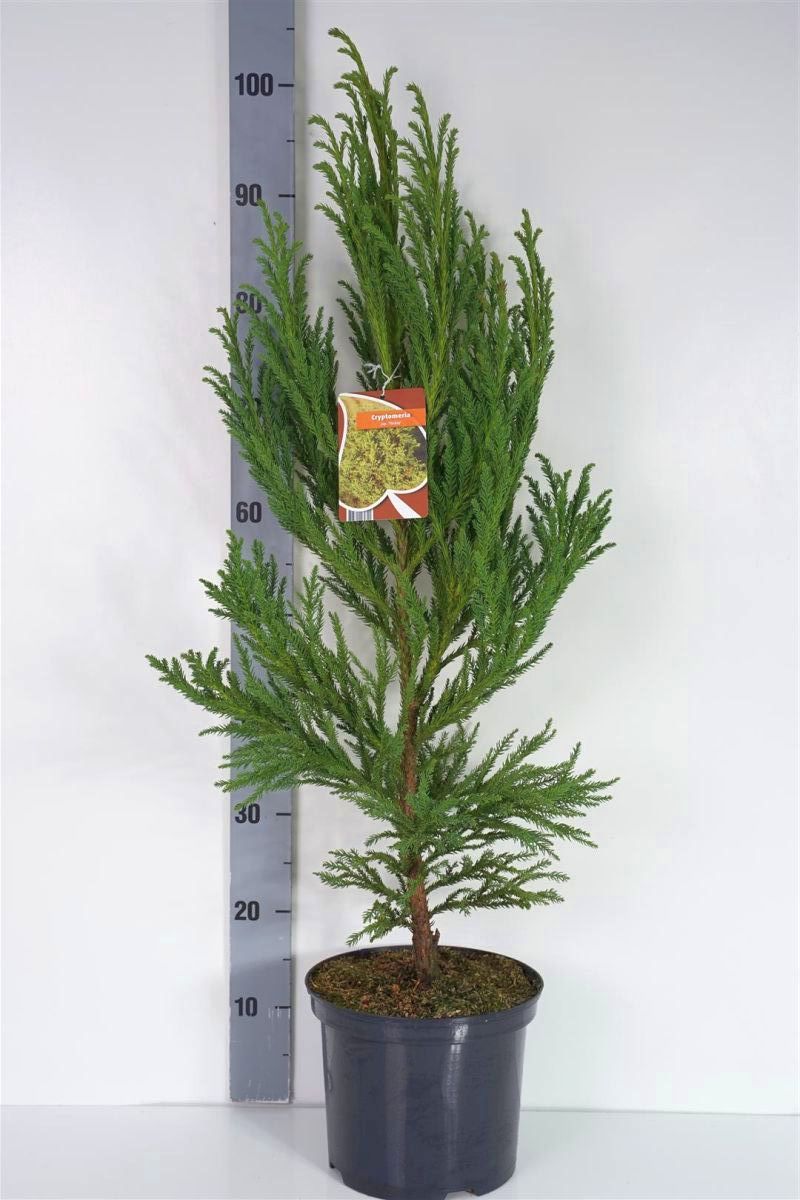 Cryptomeria j. &