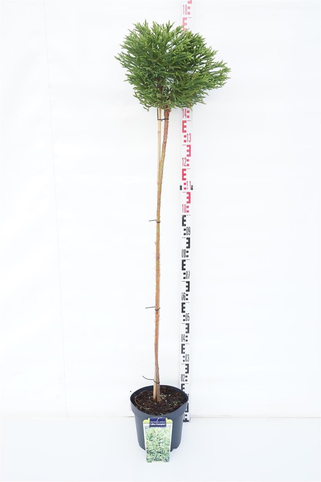 Cryptomeria j. &