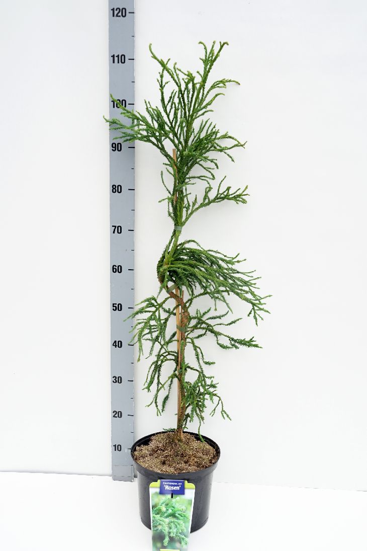 Cryptomeria japonica &