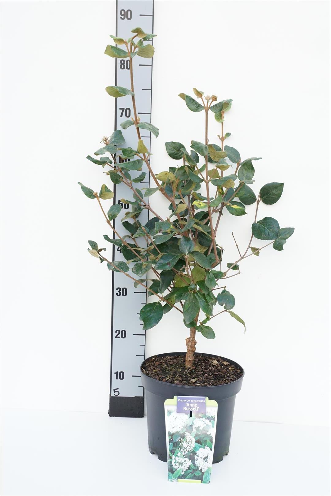 Viburnum burkwoodii &