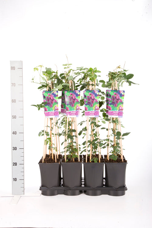 Akebia quinata C2,5 (2,5 liters kruka) 70 cm