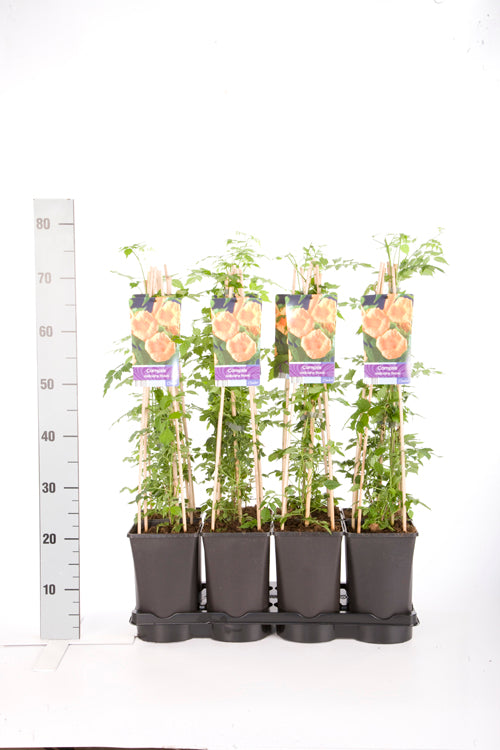 TW-2581015