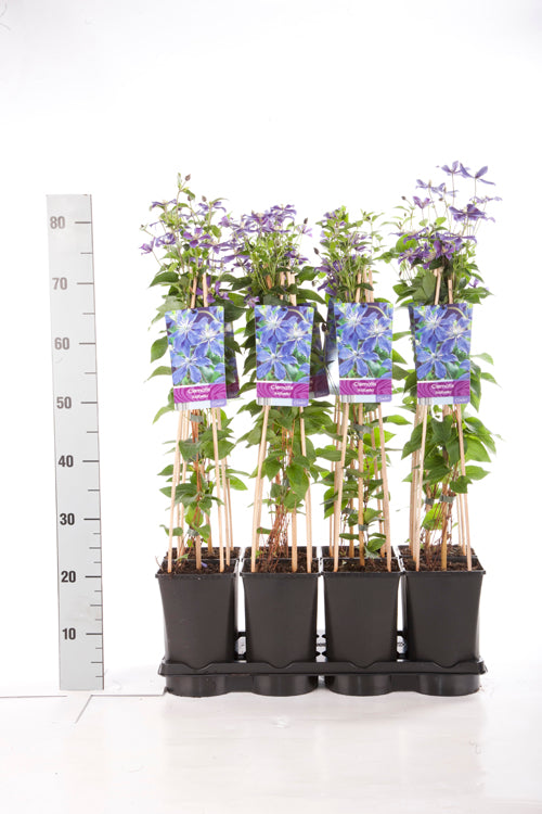 Clematis &