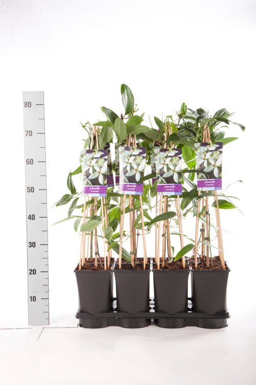 Clematis armandii C2,5 (2,5 liters kruka) 70 cm