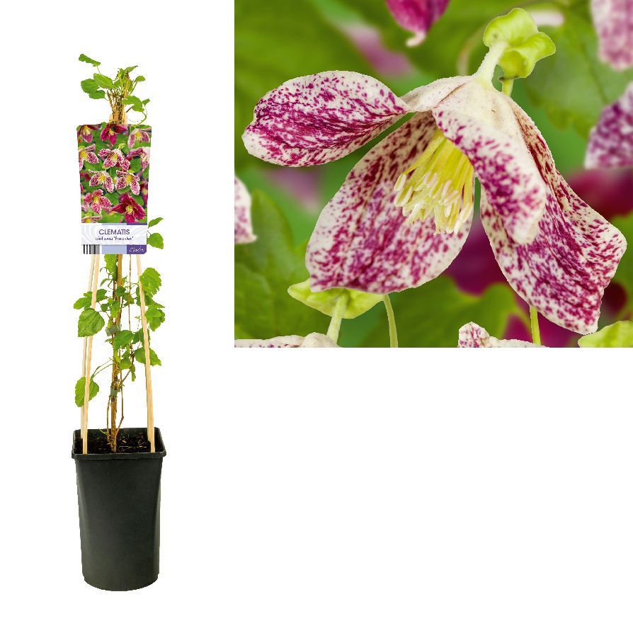 Clematis cirrhosa &