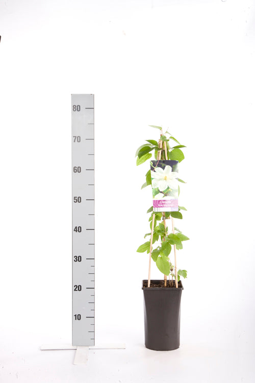 Clematis &