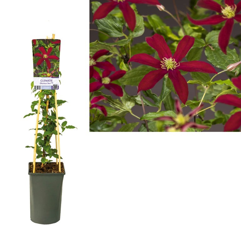 Clematis &
