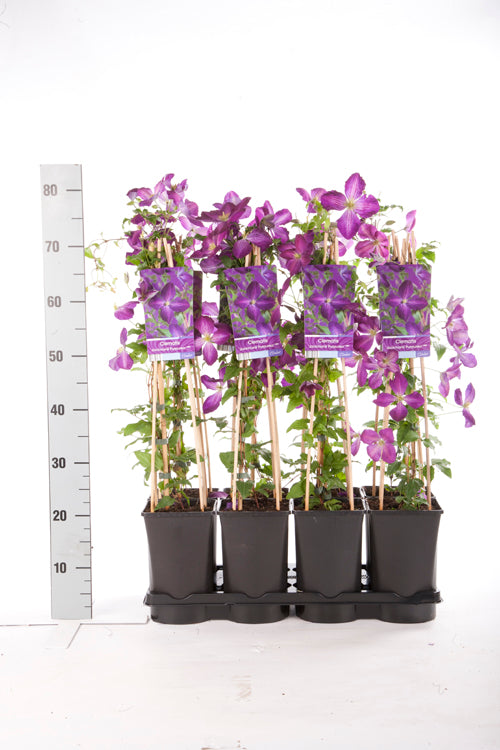 Clematis &