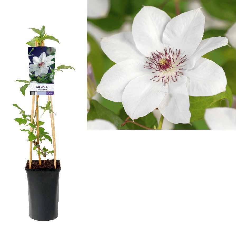 Clematis &