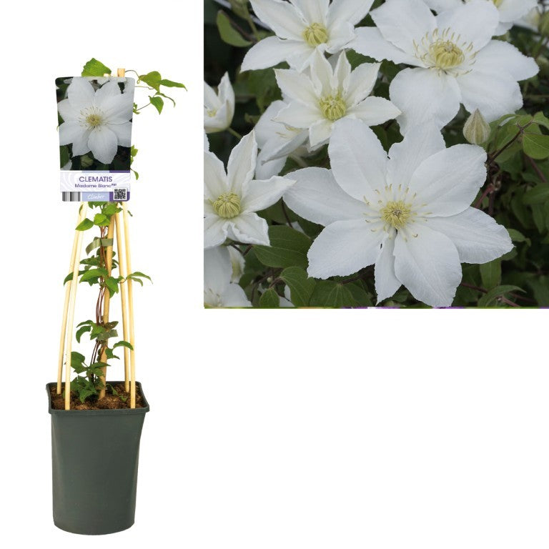 Clematis &