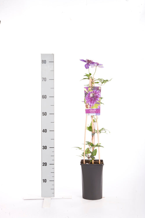 Clematis &