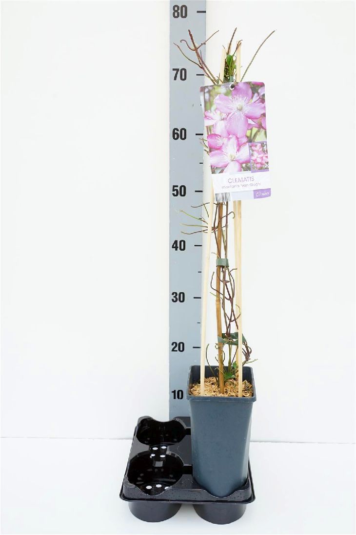 Clematis mont. &