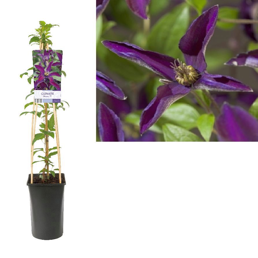 Clematis &