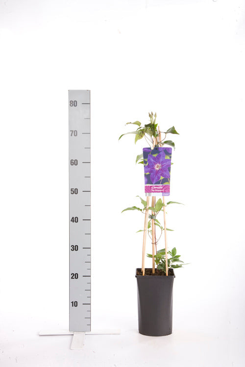 Clematis &